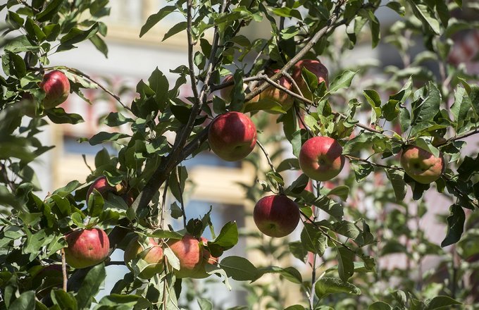 Apfelbaum im Garten der Else-Heydlauf-Stiftung